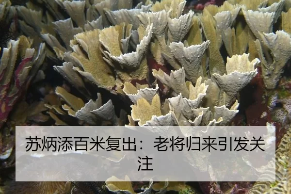 苏炳添百米复出：老将归来引发关注 - kaiyun app